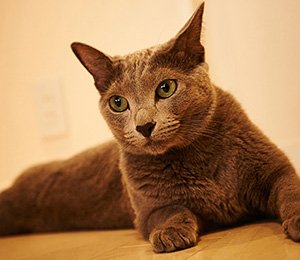 お客さまからのご感想